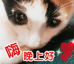 fate Cute cat sticker #14831105