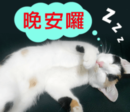 fate Cute cat sticker #14831106