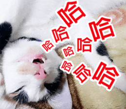 fate Cute cat sticker #14831108