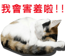 fate Cute cat sticker #14831109