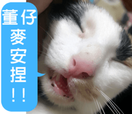 fate Cute cat sticker #14831110