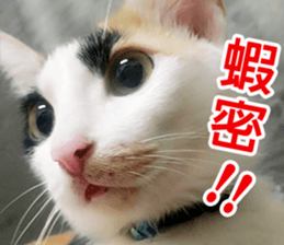 fate Cute cat sticker #14831111