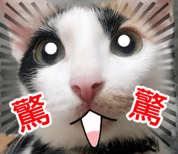 fate Cute cat sticker #14831112