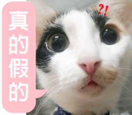 fate Cute cat sticker #14831113