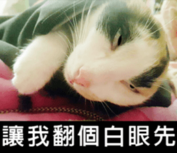 fate Cute cat sticker #14831114