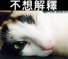 fate Cute cat sticker #14831115