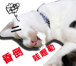 fate Cute cat sticker #14831116
