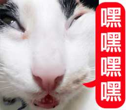 fate Cute cat sticker #14831117