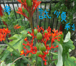 Color wheat sticker #14831319