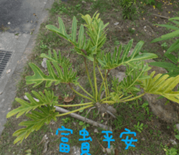 Color wheat sticker #14831323