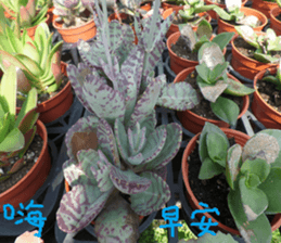 Cong sticker #14835750