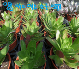 Cong sticker #14835751