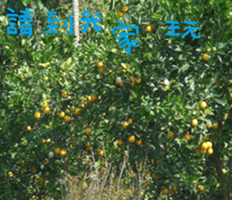 Cong sticker #14835755