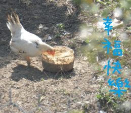 Cong sticker #14835756