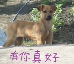 Cong sticker #14835757