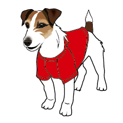 Day to day Jack Russell Terrier part2