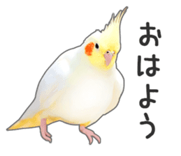 Brightly colored parakeets sticker #14841198