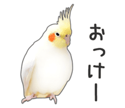 Brightly colored parakeets sticker #14841199