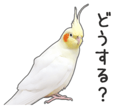 Brightly colored parakeets sticker #14841200