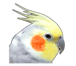 Brightly colored parakeets sticker #14841202