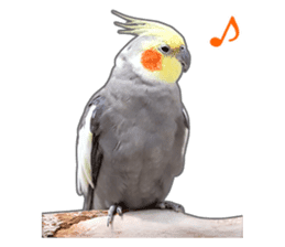 Brightly colored parakeets sticker #14841203