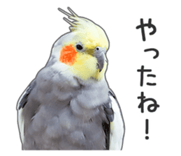 Brightly colored parakeets sticker #14841205