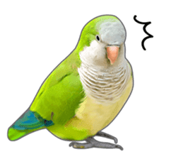 Brightly colored parakeets sticker #14841206