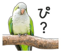 Brightly colored parakeets sticker #14841207