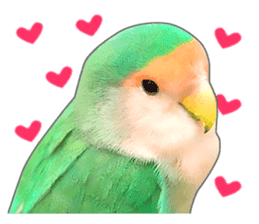 Brightly colored parakeets sticker #14841210