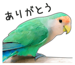 Brightly colored parakeets sticker #14841211