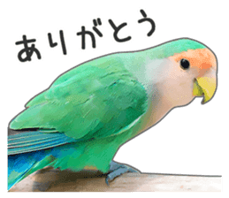 Brightly colored parakeets sticker #14841211