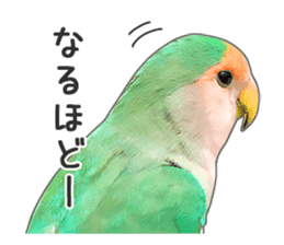 Brightly colored parakeets sticker #14841212