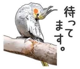 Brightly colored parakeets sticker #14841214