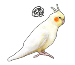 Brightly colored parakeets sticker #14841216