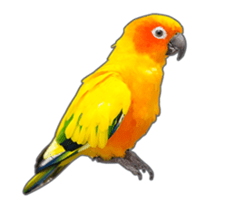 Brightly colored parakeets sticker #14841217