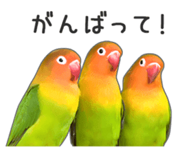 Brightly colored parakeets sticker #14841220