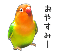 Brightly colored parakeets sticker #14841221