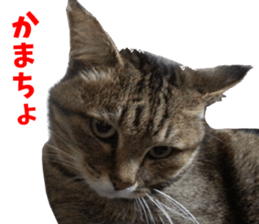 NANA Sticker Vol.2 sticker #14847230