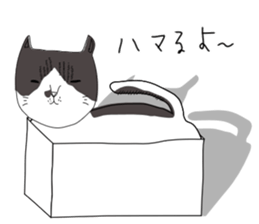 Miso-tan of cat sticker #14849314