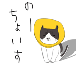 Miso-tan of cat sticker #14849316