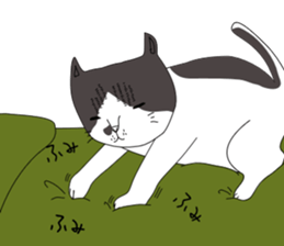 Miso-tan of cat sticker #14849318