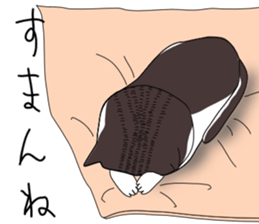 Miso-tan of cat sticker #14849323