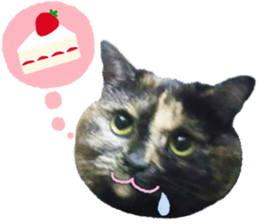 I am a cat.Thank you.12! sticker #14850776