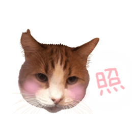 I am a cat.Thank you.12! sticker #14850777