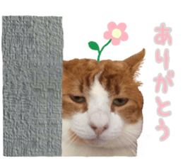 I am a cat.Thank you.12! sticker #14850778