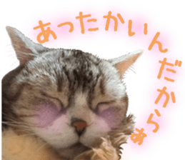 I am a cat.Thank you.12! sticker #14850780