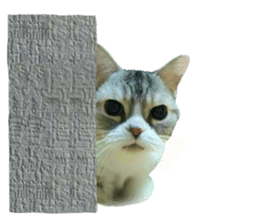 I am a cat.Thank you.12! sticker #14850782