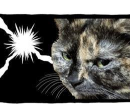 I am a cat.Thank you.12! sticker #14850787