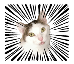 I am a cat.Thank you.12! sticker #14850788