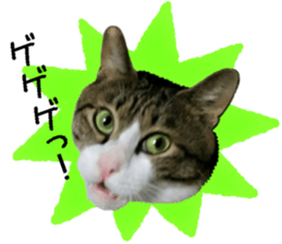 I am a cat.Thank you.12! sticker #14850789